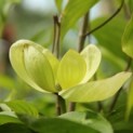 Cornus nuttallii (Venus) - Foto 1