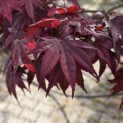 Acer palmatum 'Bloodgood' - 1