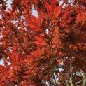 Acer palmatum 'Bloodgood' - 3