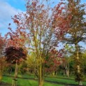 cornus florida 'Rainbow'