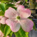 Cornus 'Stellar Pink' - Foto 1