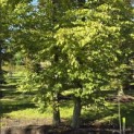Carpinus betulus - 2