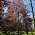 Fagus sylvatica 'Atropunicea' - 2