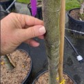 Quercus ilex - Foto 1