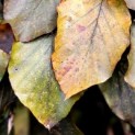 Fagus sylvatica 'Purple Fountain' - Rode treurbeuk 'Purple Fountain' - herfstblad