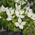 Cornus kousa - 1