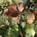 Fagus sylvatica 'Atropunicea' - impressie kleurnuances rode of bruine beuk