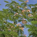 Albizia Julibrissin - 6