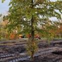 Fagus sylvatica 'Atropunicea' - 17 november 2023
