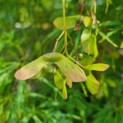 Acer palmatum 'Dissectum' - Foto 8