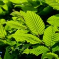 Carpinus Betulus - impressie blad haagbeuk