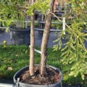 Sequoia sempervirens 'Illa Martin' - 1