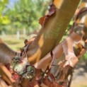 Acer griseum - Foto 3