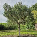 Pinus sylvestris - 1