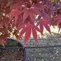 Acer palmatum 'Fireglow' - 4