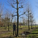 Platanus x hispanica - 3