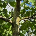 Juglans regia 'Broadview'' - Foto 8