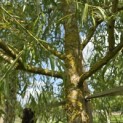 Salix sepulcralis 'Chrysocoma' - 5