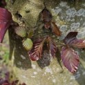 Fagus sylvatica 'Atropunicea' - Foto 1