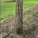 Ginkgo biloba - 1
