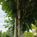 Carpinus betulus - Foto 5