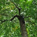 Prunus subhirtella 'Pendula' 