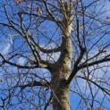 Fagus sylvatica 'Atropunicea' - 1