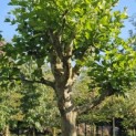 Platanus x hispanica - Foto 1