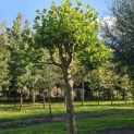 Platanus x hispanica - Foto 2