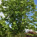 Corylus colurna - Foto 7