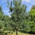 Pinus nigra 'Nigra' - Foto 2