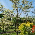Cornus florida - Afbeelding 4