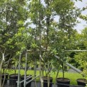 Quercus ilex - 4