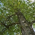 betula nigra - september 2026
