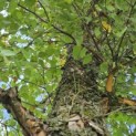 betula nigra - 4