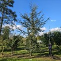 Cedrus libani 'Glauca' - 2