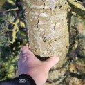 Cedrus libani 'Glauca' - 1