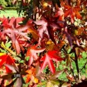 Liquidambar styraciflua - Foto 2