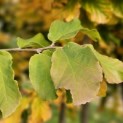 Parrotia persica - 3