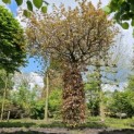 Fagus sylvatica 'Atropunicea' -  vroege voorjaar