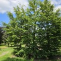 Fagus sylvatica - nr 924 is de linker beuk van dit groepje.  juli 2026.