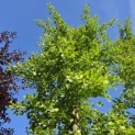 Ginkgo biloba -  mei 2026