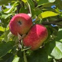 Malus domestica 'Ingrid Marie' - Foto 4
