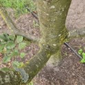 Carpinus betulus - 2