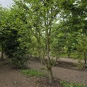 Carpinus betulus - 1