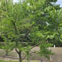 Gymnocladus dioica - 6