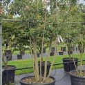 Quercus ilex - 5