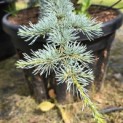 Cedrus libani 'Silberspitz' - 2