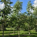 Juglans regia 'Broadview'' - Foto 2