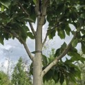 Magnolia 'Wada's Memory' - Foto 2